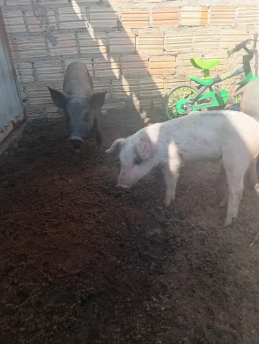 Vendo porquinho