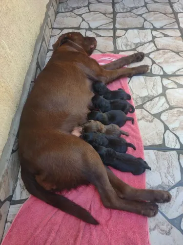 Filhote labrador puro 