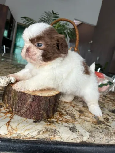 Lindos filhotes de SHIHTZU
