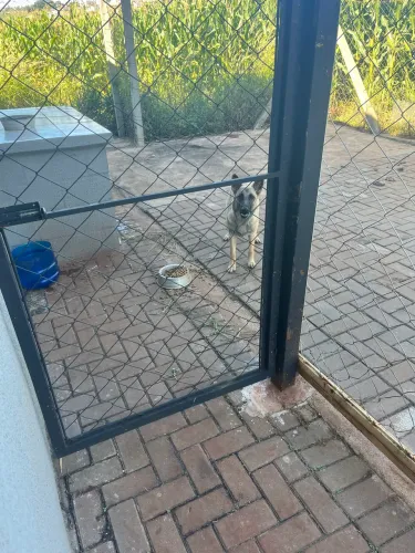 Malinois