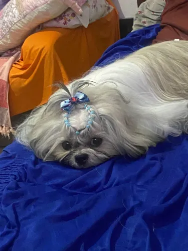 Shih tzu para cobertura