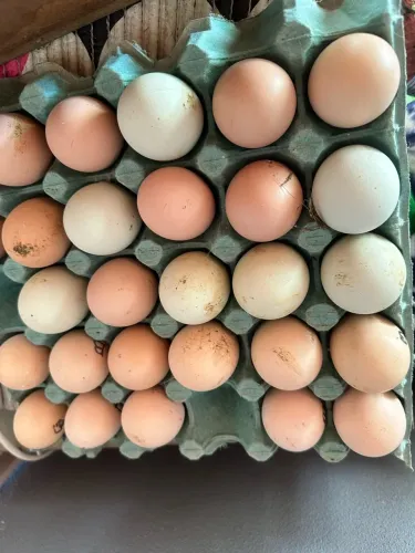Ovos de galinha Raça Brahma 