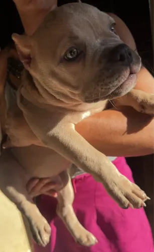 AMERICAN BULLY MICRO COM PEDIGREE