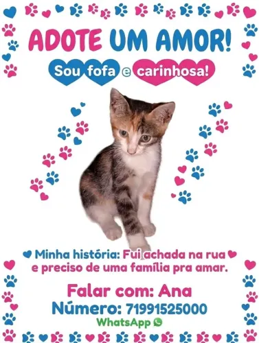 Gatinha filhote para adoção.