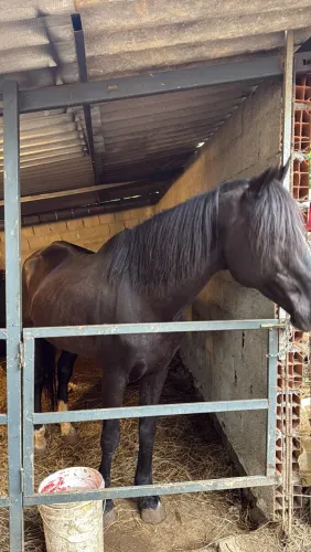 Cavalo quarto de milha garanhão 