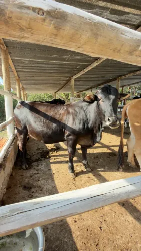 Vendo mini vaca 