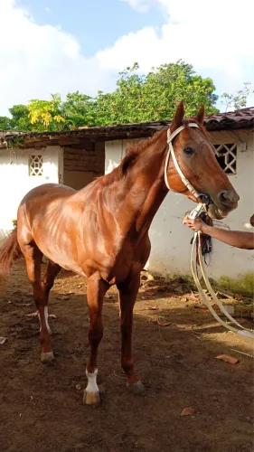 Cavalo alazão puro sangue inglês (PSI)
