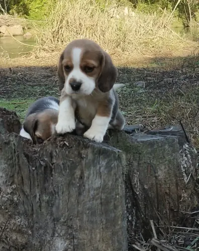 Filhotes de Beagle