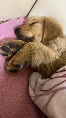 Filhote de Golden