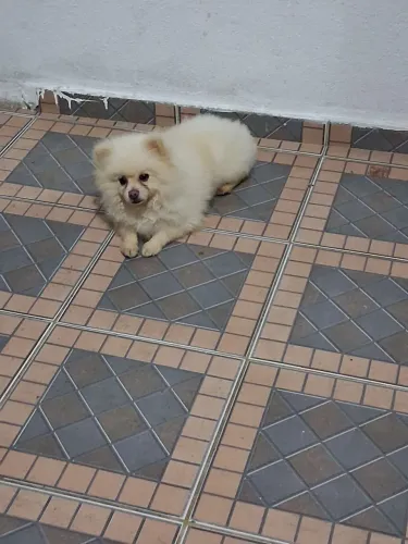 Vendo cachorro lulu da pomerania