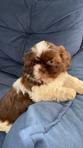 Shihtzu fêmea chocolate 