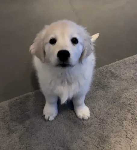 Filhotes de Golden Retriever | Um filhote cheio de brilho.