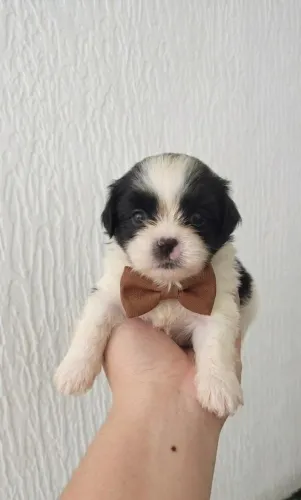 Filhote de Shih Tzu macho 
