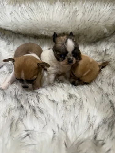 Chihuahua menor tamanho 