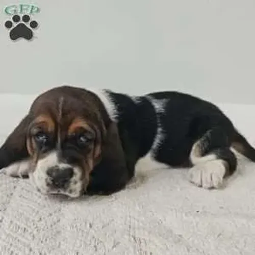 Basset Hound Macho/Fêmea - Pronta Entrega Hoje