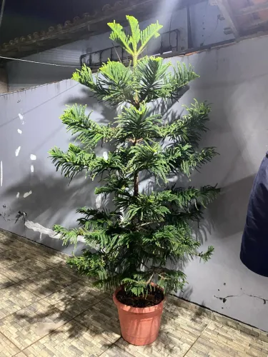 Pinheiro ? alto ! 2 metros de altura 