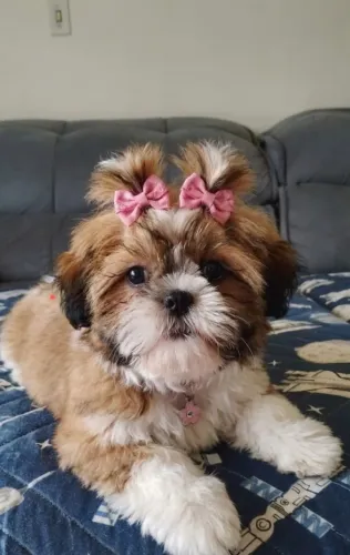 Shihtzu Fêmea PURA COM 2 MESES