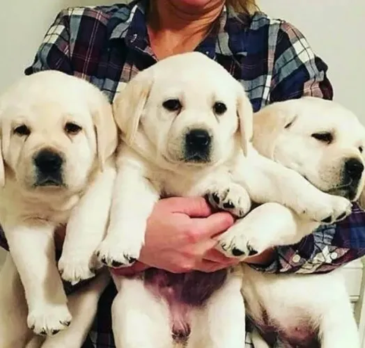 Labrador Carinho que acompanha sempre