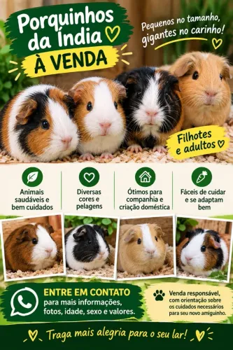 Disponível porquinhos da Índia