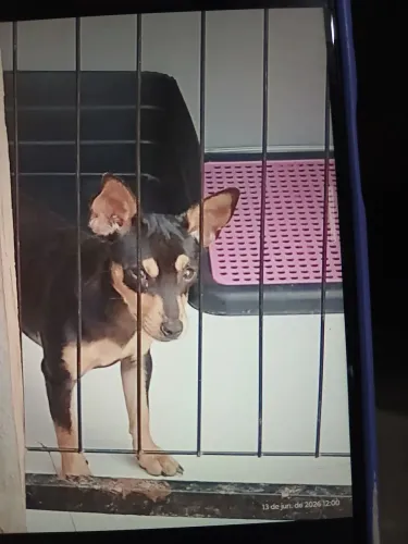 Pinscher fêmea 