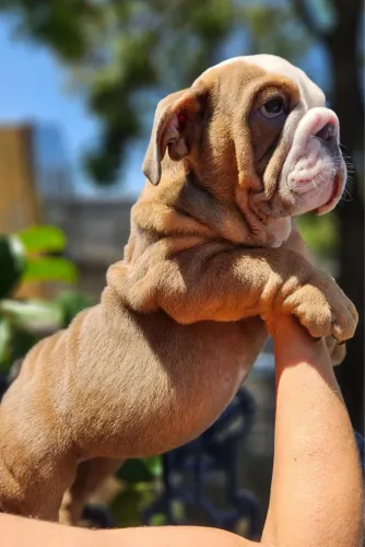 Bulldog inglês ALTO PADRÃO