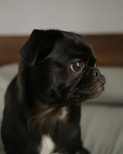 Pug Esse dog nasceu para estar ao seu lado