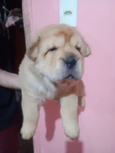 Vede - se cachorro Sharpei 100% puro
