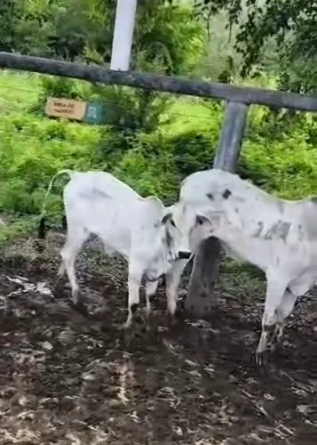 Vendo 4 otimas bezerras média de 7@
