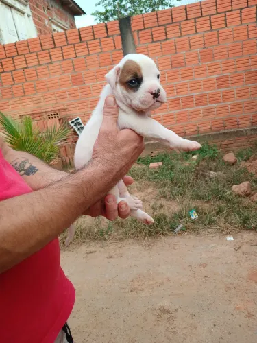 Filhotes de Box
