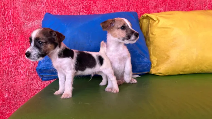 Jack Russell terrier ( o cão do filme do máscara )