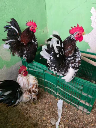 Galinhas serama com 7 meses