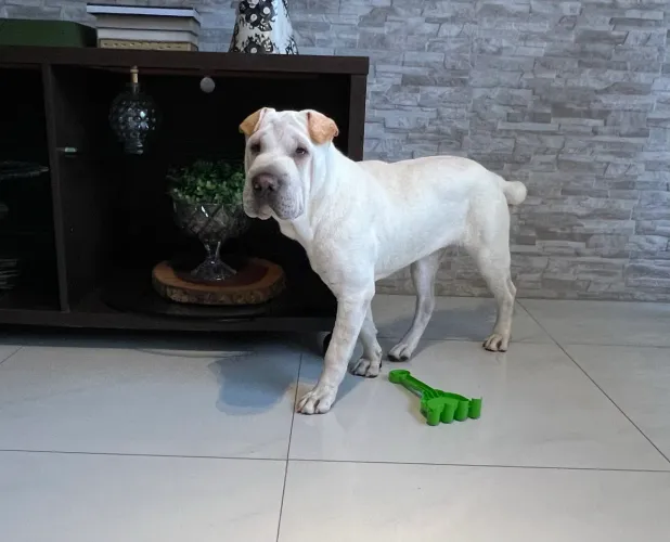 Filhote de Shar-pei 5 meses (fêmea) 