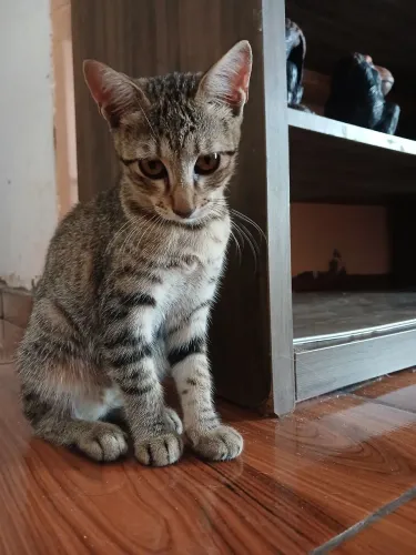 Adoção Responsável Gatinha de 4 meses