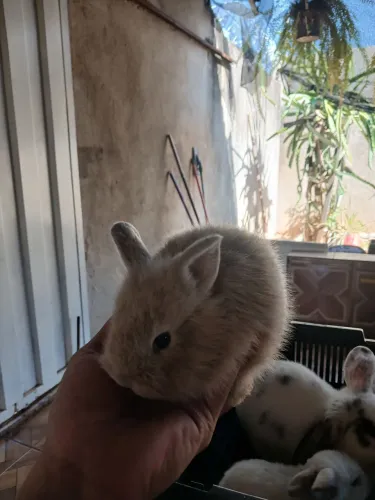 Gaiola, hamster, coelhos