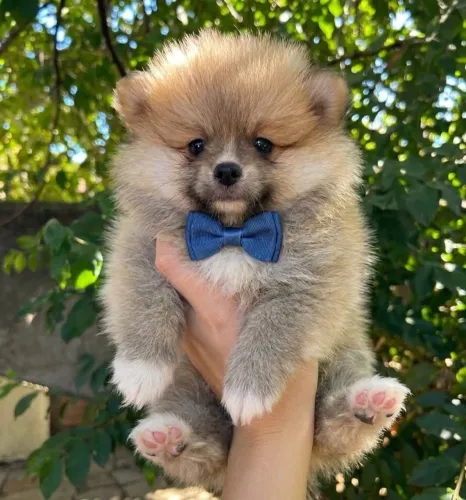 Lulu da pomerania macho laranja