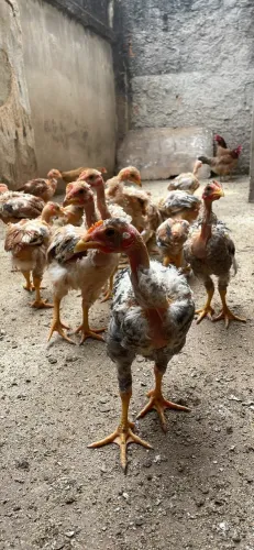 Galinha Caipira Polaco Pescoço Pelado Label Rouge