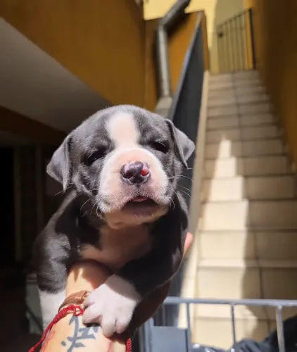 American Bully