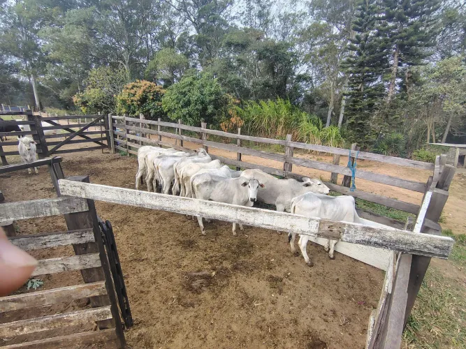 Vendo 20 bezerras inseminação desmamadas!!!
