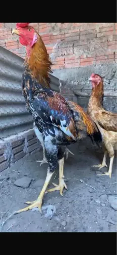 Galo índio