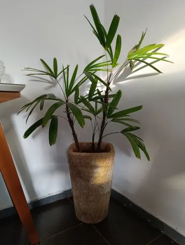 Planta natural - Rafia
