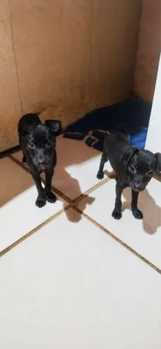 ADOÇÃO DE FILHOTES SRD