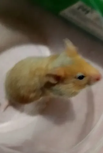 hamister sirio fêmea 