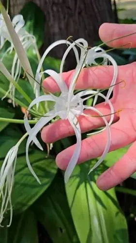 Mudas de lírio aranha 