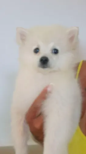 Vendo filhote de lulu fêmea com 5 meses já vacinada