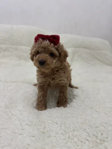 Poodle Toy Red Filhote Raro