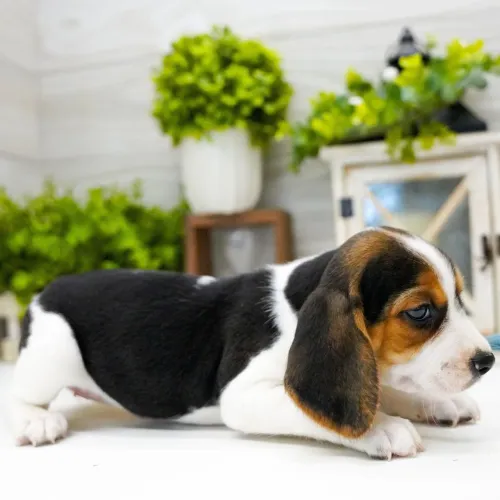 Beagle: O clássico olhar de beagle que todo mundo ama. GARANTA JÁ O SEU