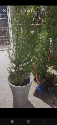 Plantas e jarros 150,00