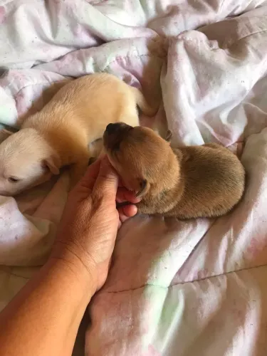 Filhotes de pinscher zero