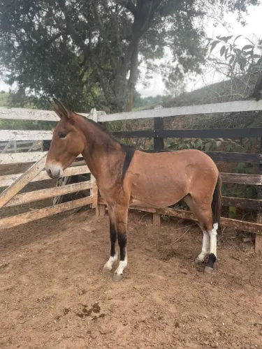 Burro de patrão a venda.