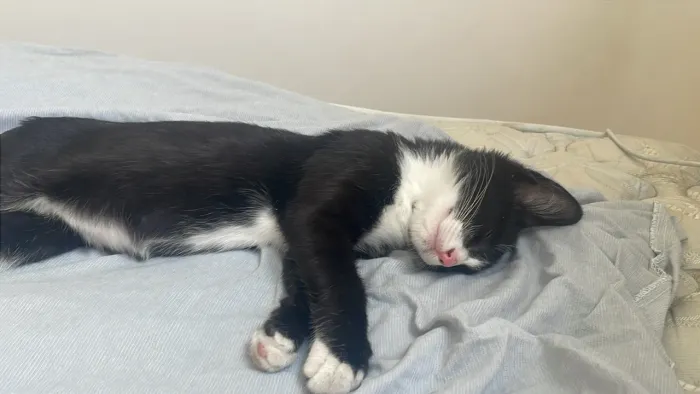 GATINHO